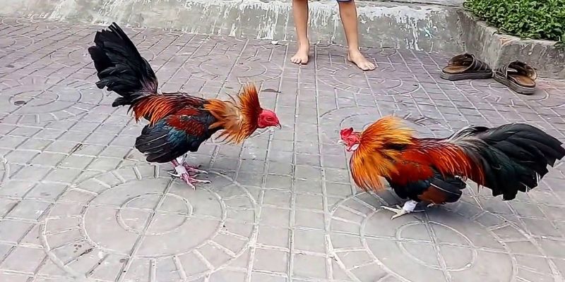Tải ứng dụng Xx88 và trải nghiệm niềm vui độc đáo - Xx88