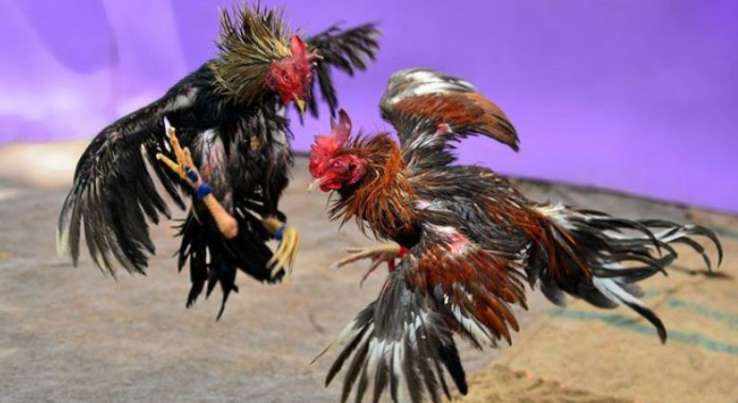 Subet là một tổ chức uy tín và có lợi nhuận - Subet